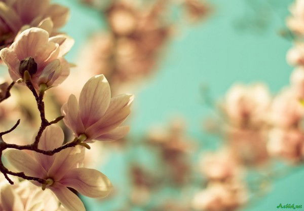 Ветстанция Исатай