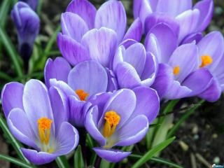 Светлана Цой