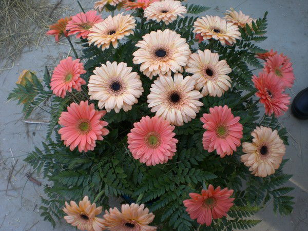 Наталья Буркало