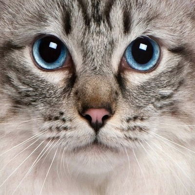 Яна Ермолаева