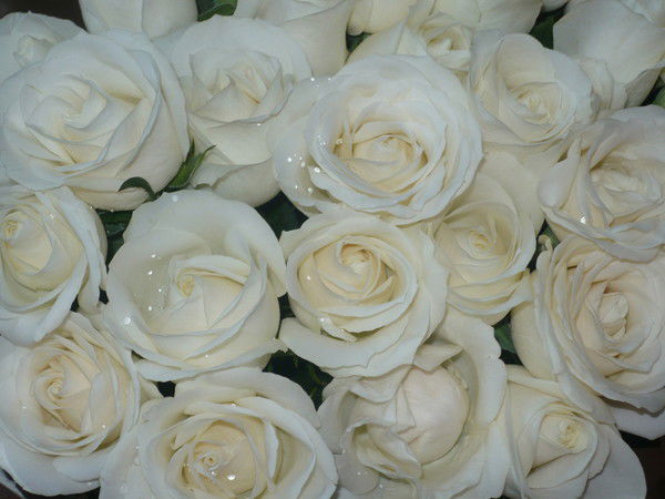 Асия Салаханова