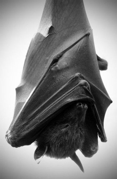 Олег Радионов