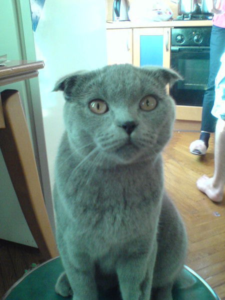 Шамиль Агаев