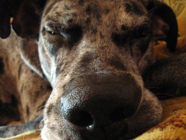 Гевлич Евгений