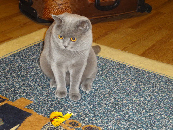 Светлана Светлана