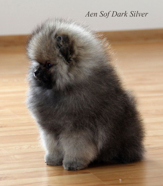 Владимир Патрушев