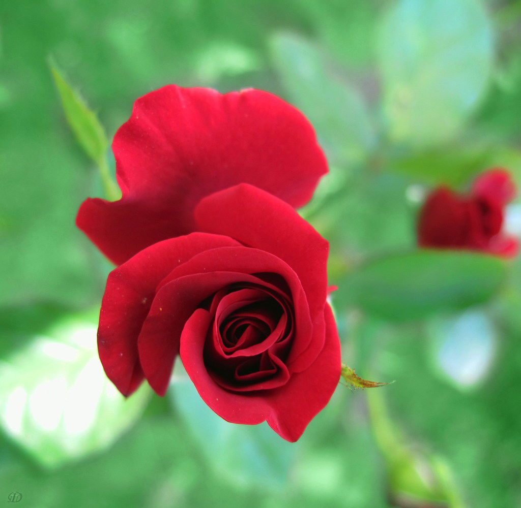 Тамрико ***********