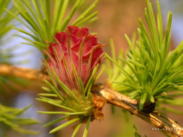 Олеся Цокуренко