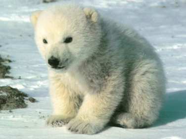 Елена Атауллина