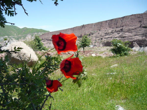 Музаффар Сатторов