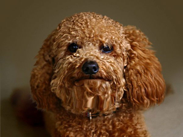 Серик Керим