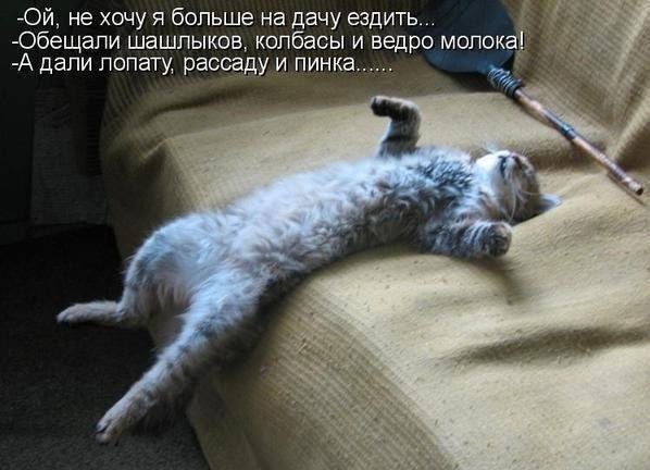 Люба Кота