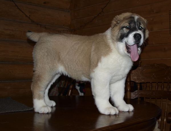 Рустем Шахапов