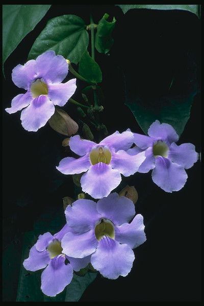 Галина Гуськова