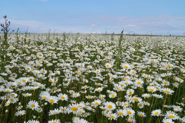 Зульфия Комлева