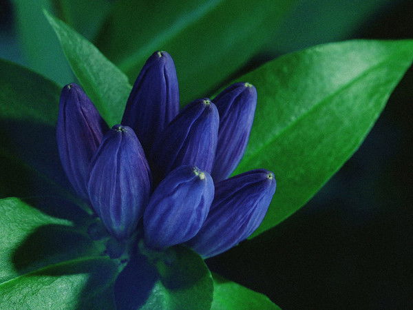 Марика Конаева