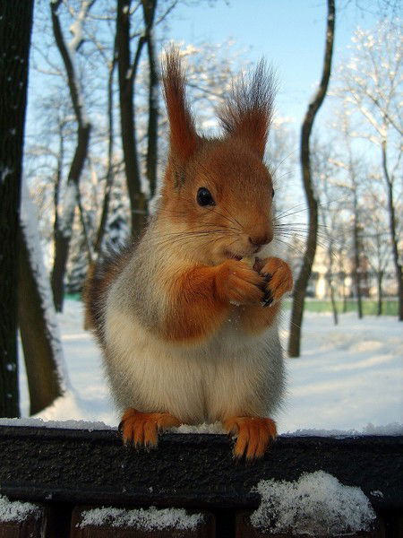 Раиса Долинская