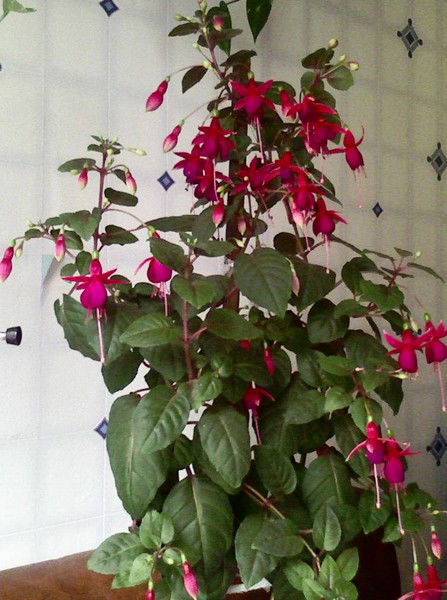 Ирина Позднякова