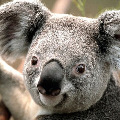 Артур Акулеев