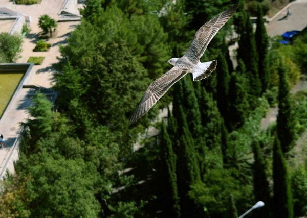 Айкен Сайрам