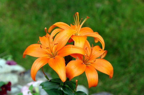 Валерия Равилова