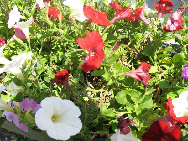 Елена Новикова