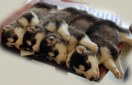 Садыр Джумабеков