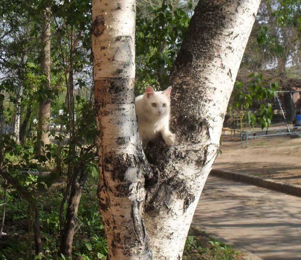 Александр Солдатов