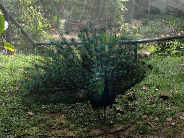 Марал Смагулова