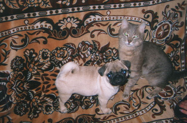 Олег Великоиваненко