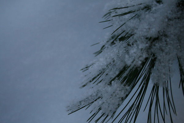 Ирина Плаксина