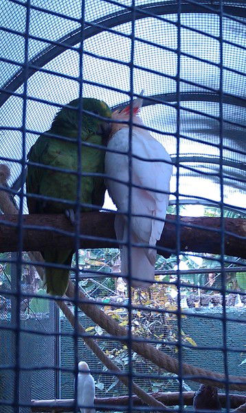 Лариса Макарова