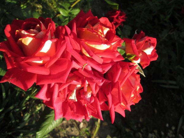 Ирина Степаненко