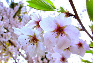 Алия Наметкулова