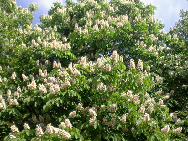 Олеся Дулова