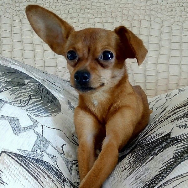 Оксана Караваева