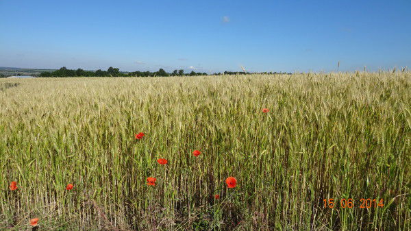 Владимир Чиж