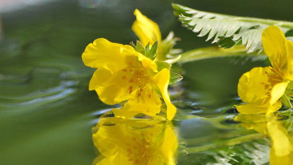 Алина Туркова