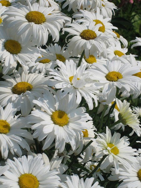 Ирина Кокшенева