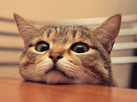 Oz Великий И Ужасный