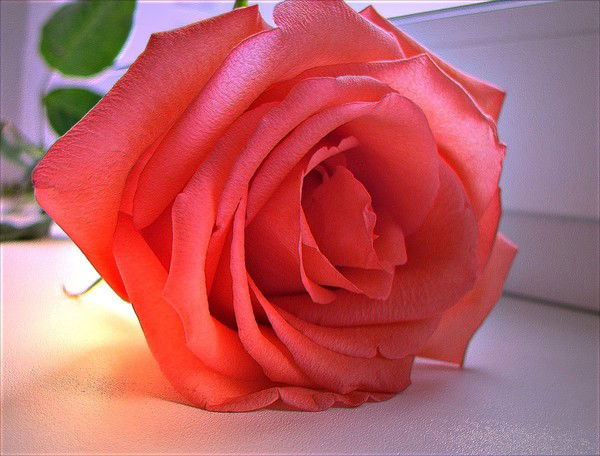 Нина Тутукова