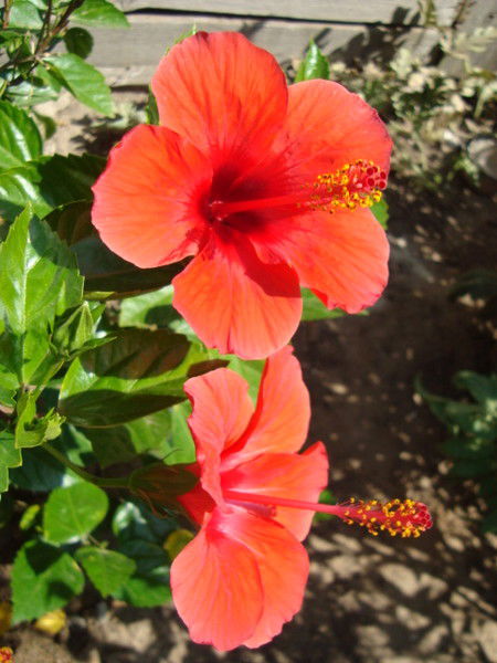 Галя Доспуляева