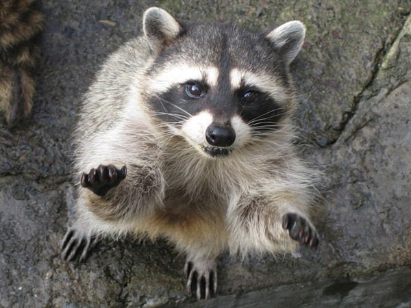 Галина Котылевская