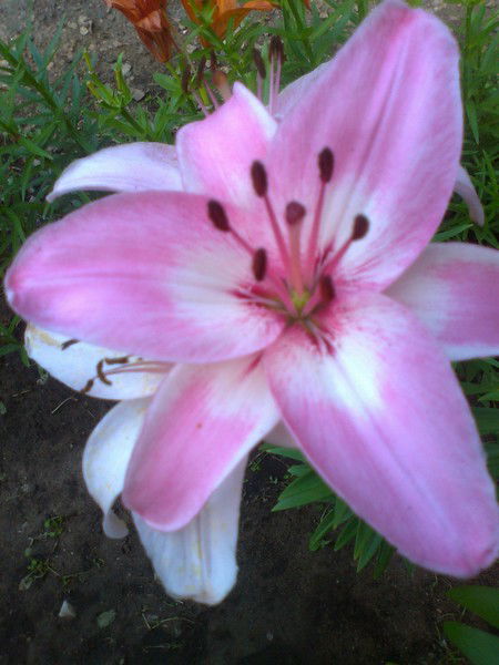 Татьяна Шевгенюк