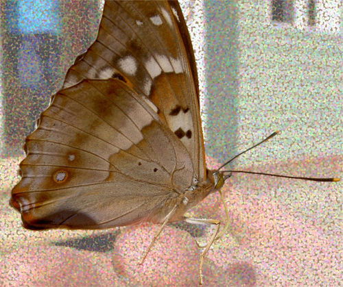 Марина Мокеева