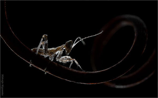 Евгений Ш..бик