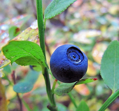 Ольга Тихомирова