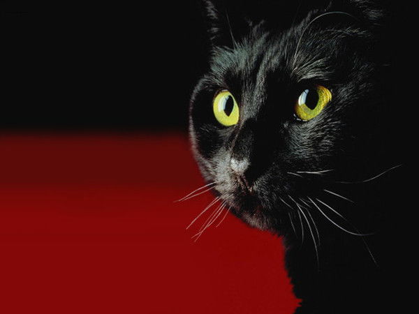 Алика Сс, Мк