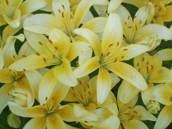 Людмила Лиджиева