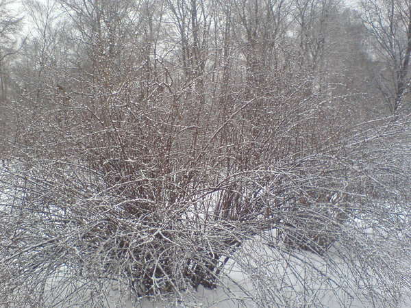 Вероника Линева